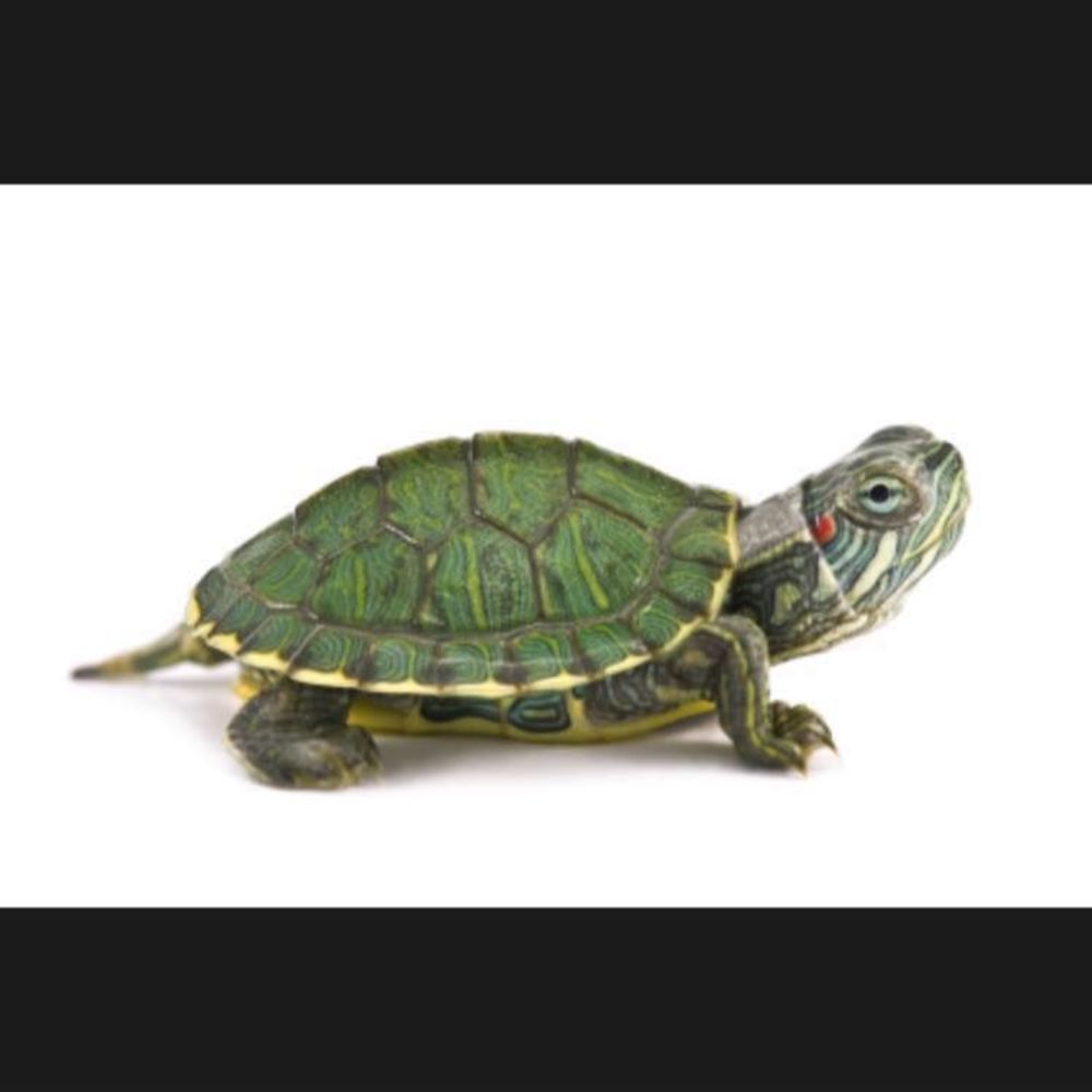 Meet your Posher, Kaytlyn